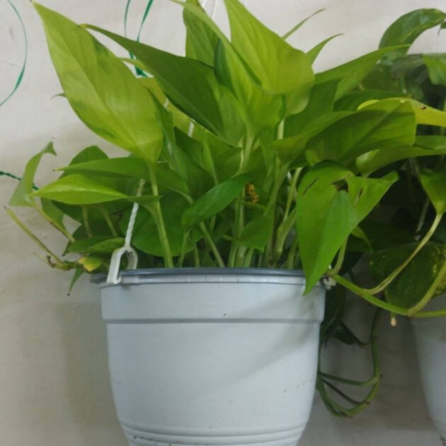 Epipremnum aureum (Golden Pothos) – Premium Indoor Hanging & Climbing Houseplant