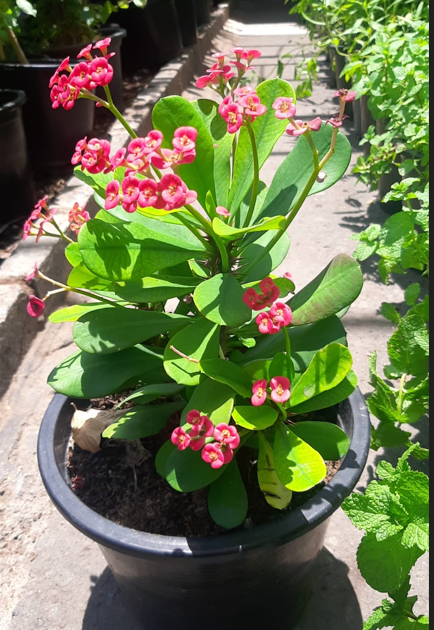 Euphorbia Milii (Crown of Thorns) – Premium Flowering Succulent Plant