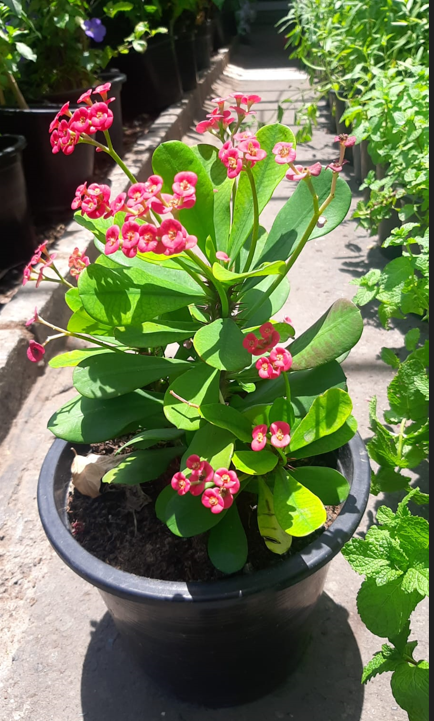 Euphorbia Milii (Crown of Thorns) – Premium Flowering Succulent Plant