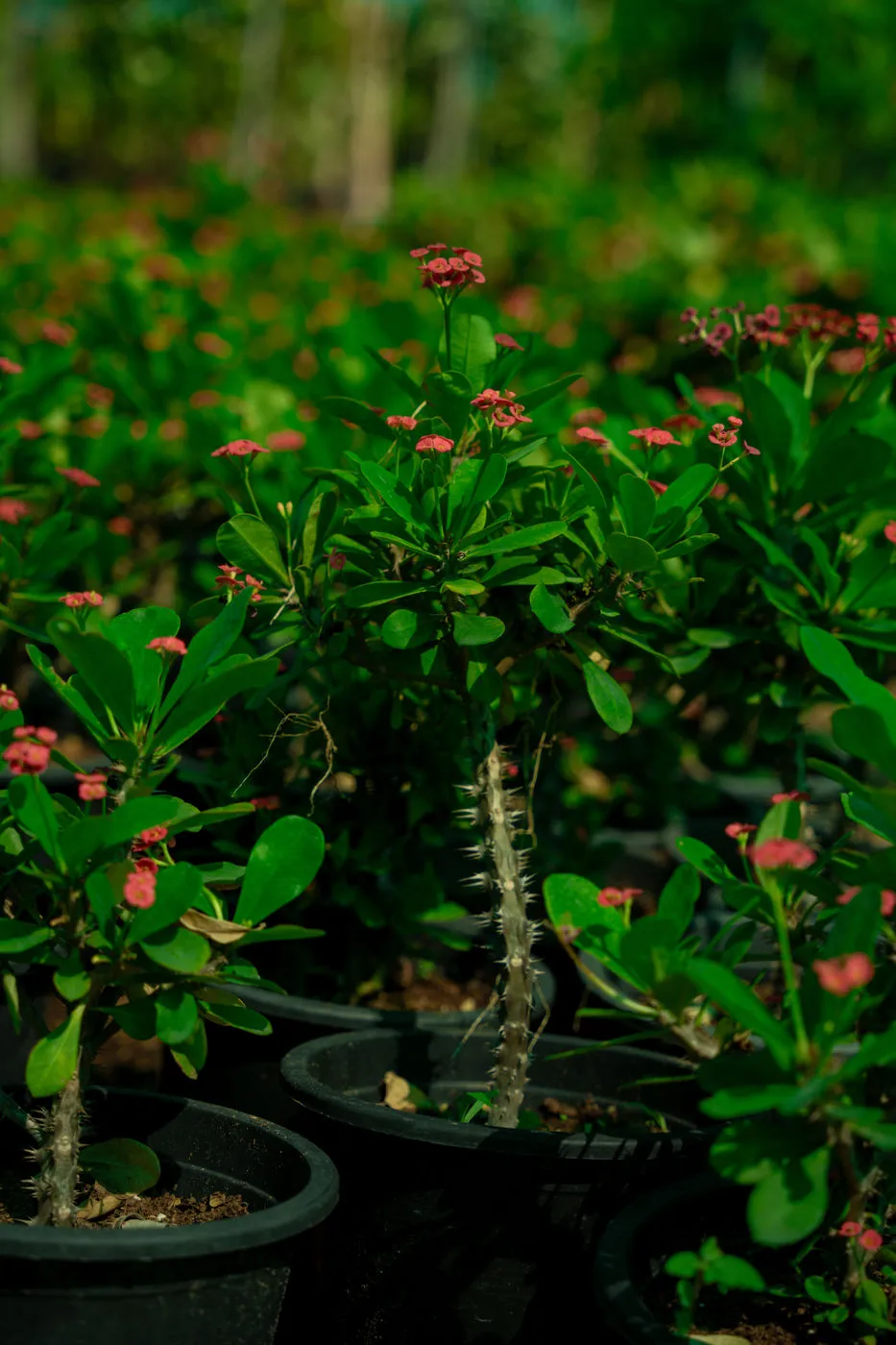 Euphorbia Milii (Crown of Thorns) – Premium Flowering Succulent Plant - Image 4