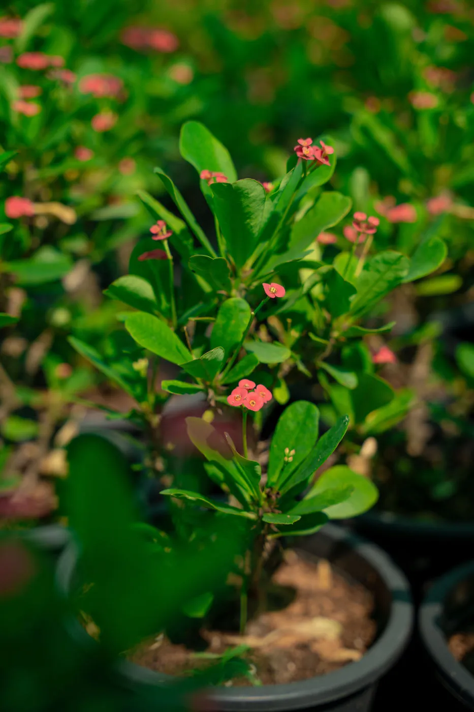 Euphorbia Milii (Crown of Thorns) – Premium Flowering Succulent Plant - Image 2
