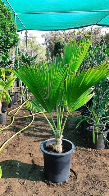 Fan Palm (Livistona spp.) – Elegant Evergreen Palm Tree with Fan-Shaped Leaves