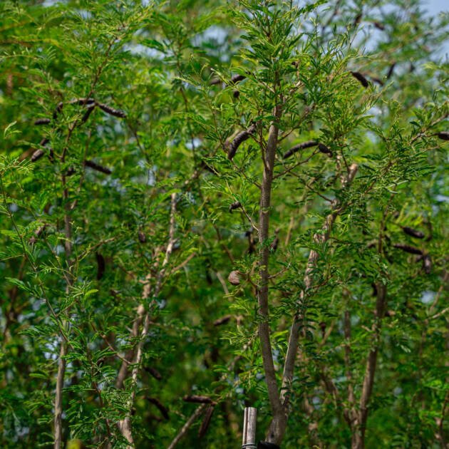 Vachellia farnesiana (Sweet Acacia Tree) – Fragrant Flowering Desert Landscape Tree