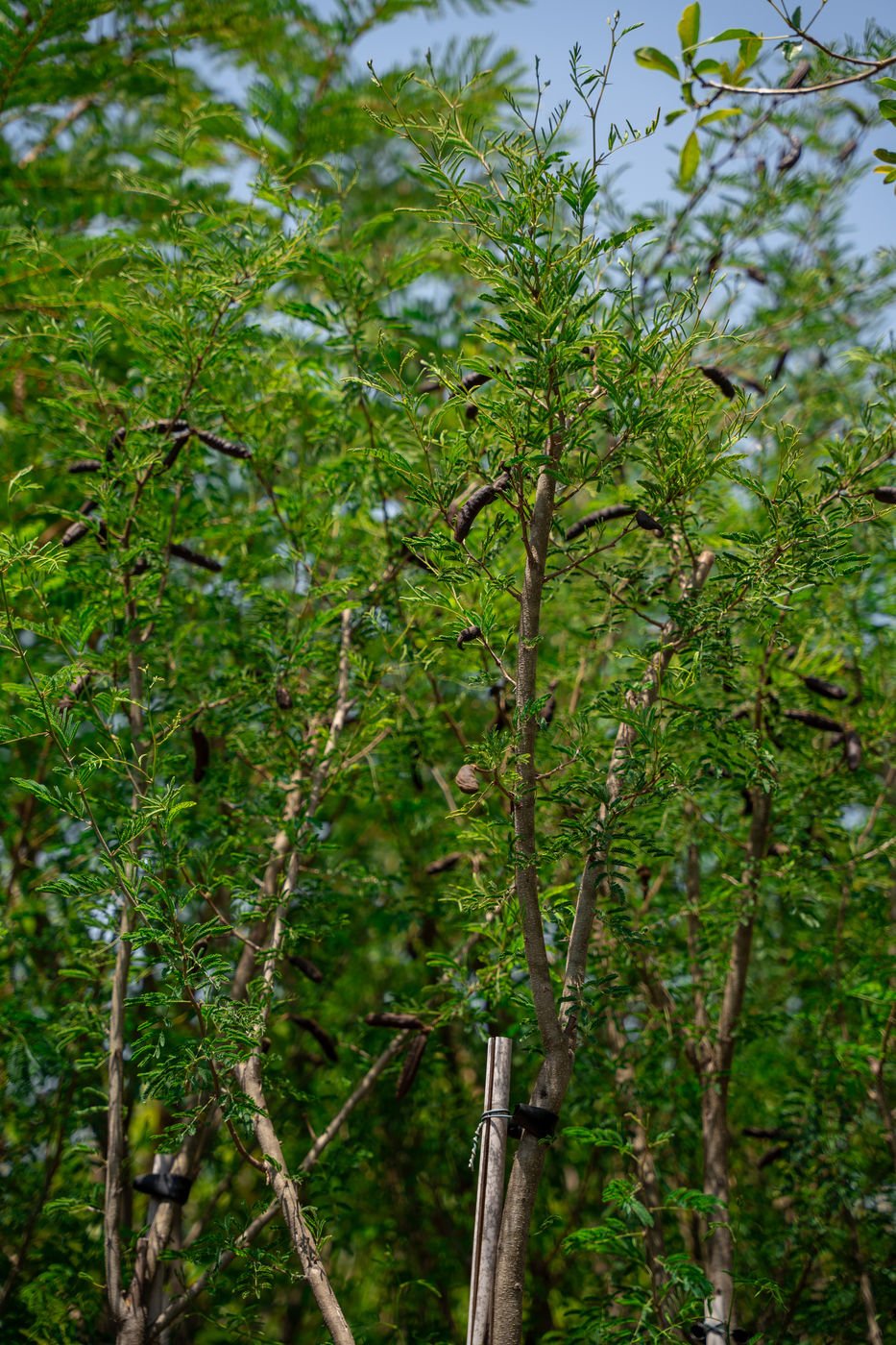 Vachellia farnesiana (Sweet Acacia Tree) – Fragrant Flowering Desert Landscape Tree