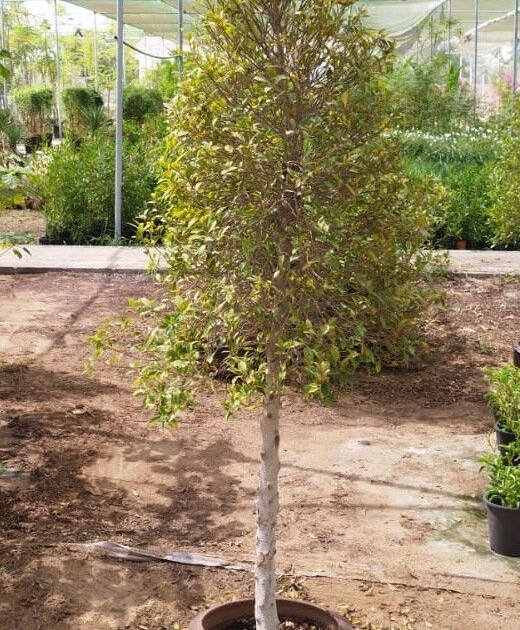 Ficus Plant (Ficus spp.) – Premium Evergreen Indoor & Outdoor Ornamental Tree