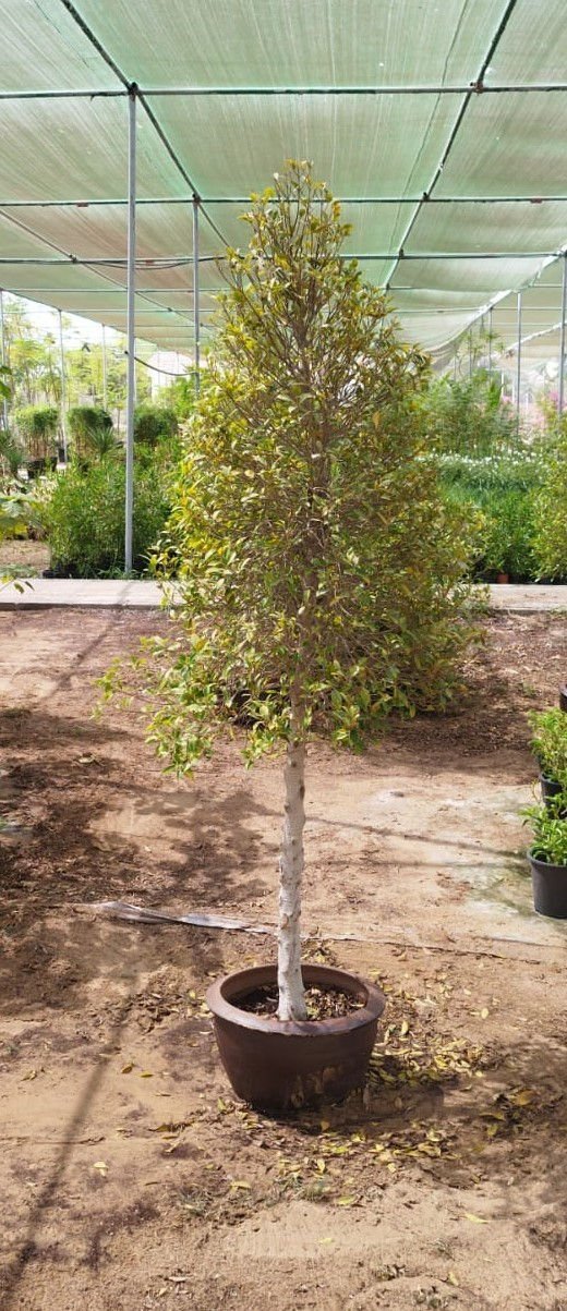 Ficus Plant (Ficus spp.) – Premium Evergreen Indoor & Outdoor Ornamental Tree