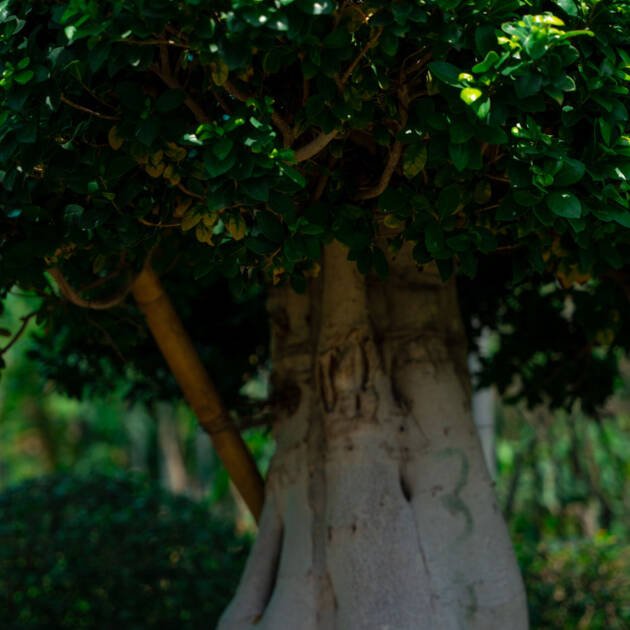 Ficus Bonsai Tree (Ficus microcarpa) – Premium Indoor Miniature Ornamental Tree