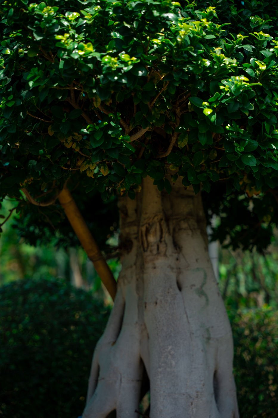 Ficus Bonsai Tree (Ficus microcarpa) – Premium Indoor Miniature Ornamental Tree