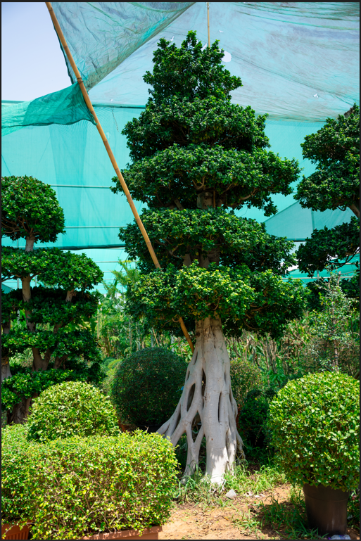 Ficus Bonsai Tree (Ficus microcarpa) – Premium Indoor Miniature Ornamental Tree - Image 2