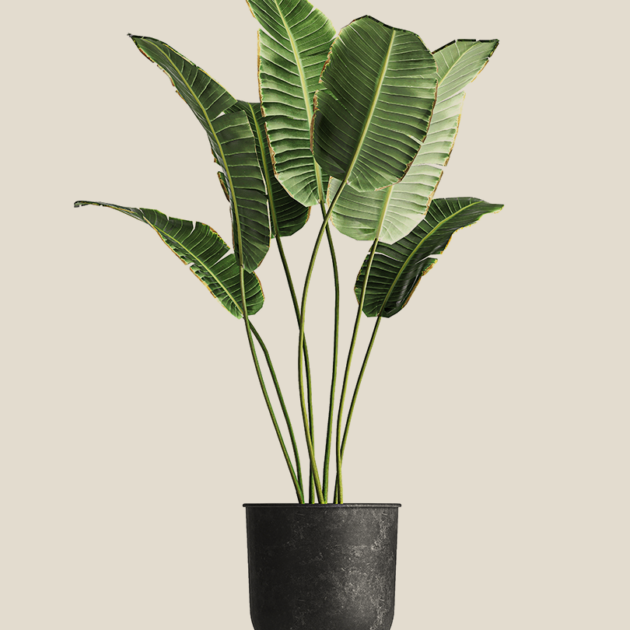 Ficus lyrata