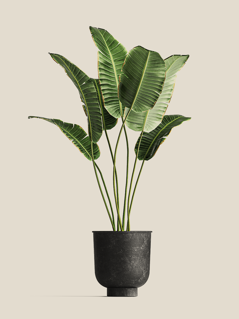 Ficus lyrata