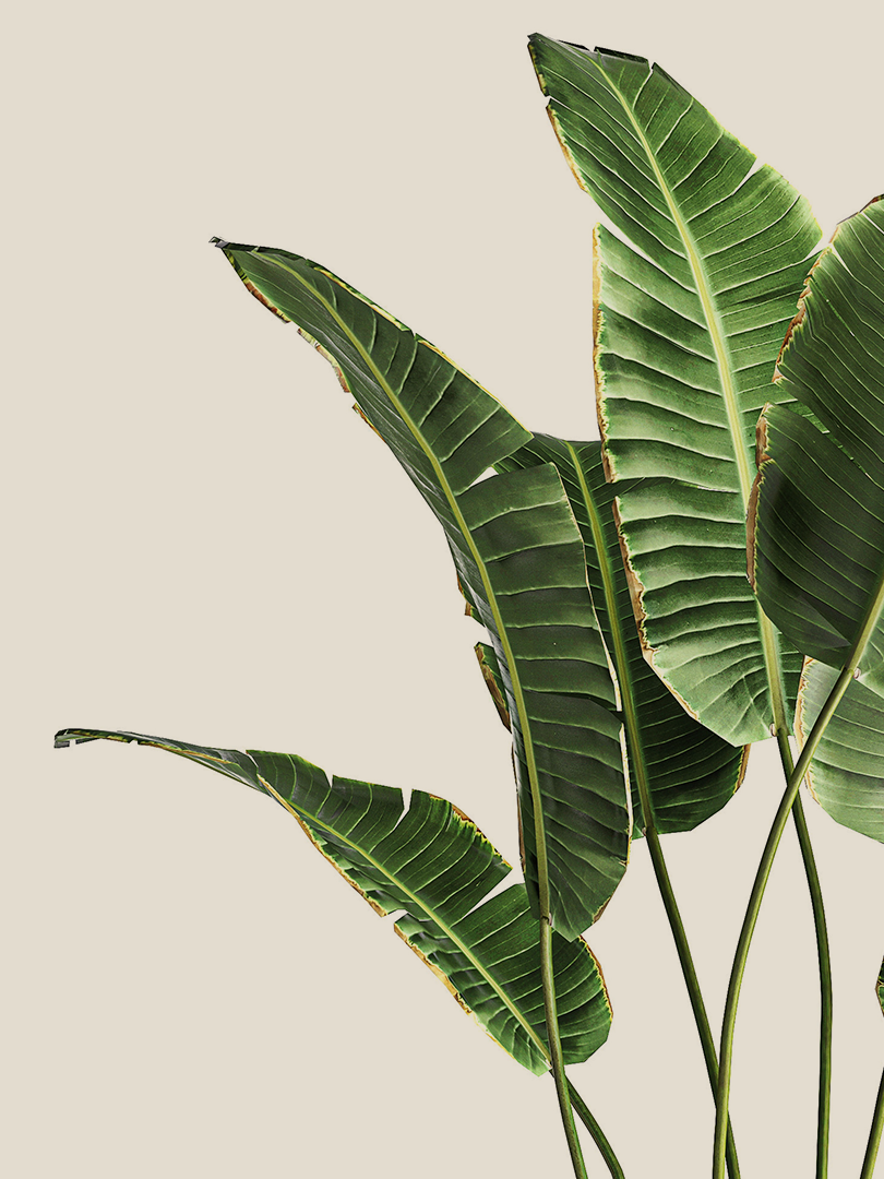 Ficus lyrata - Image 2