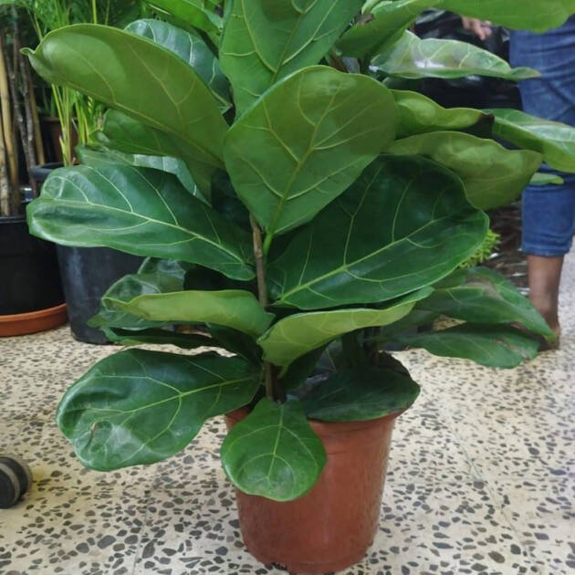 Ficus lyrata (Fiddle Leaf Fig) – Premium Indoor Decorative Foliage Tree