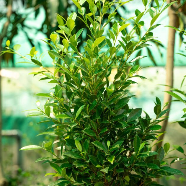 Ficus nitida (Indian Laurel Fig) – Premium Evergreen Landscape & Shade Tree