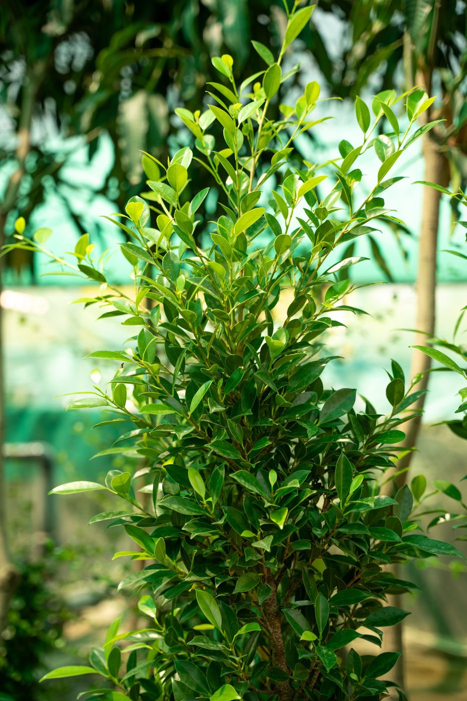Ficus nitida (Indian Laurel Fig) – Premium Evergreen Landscape & Shade Tree