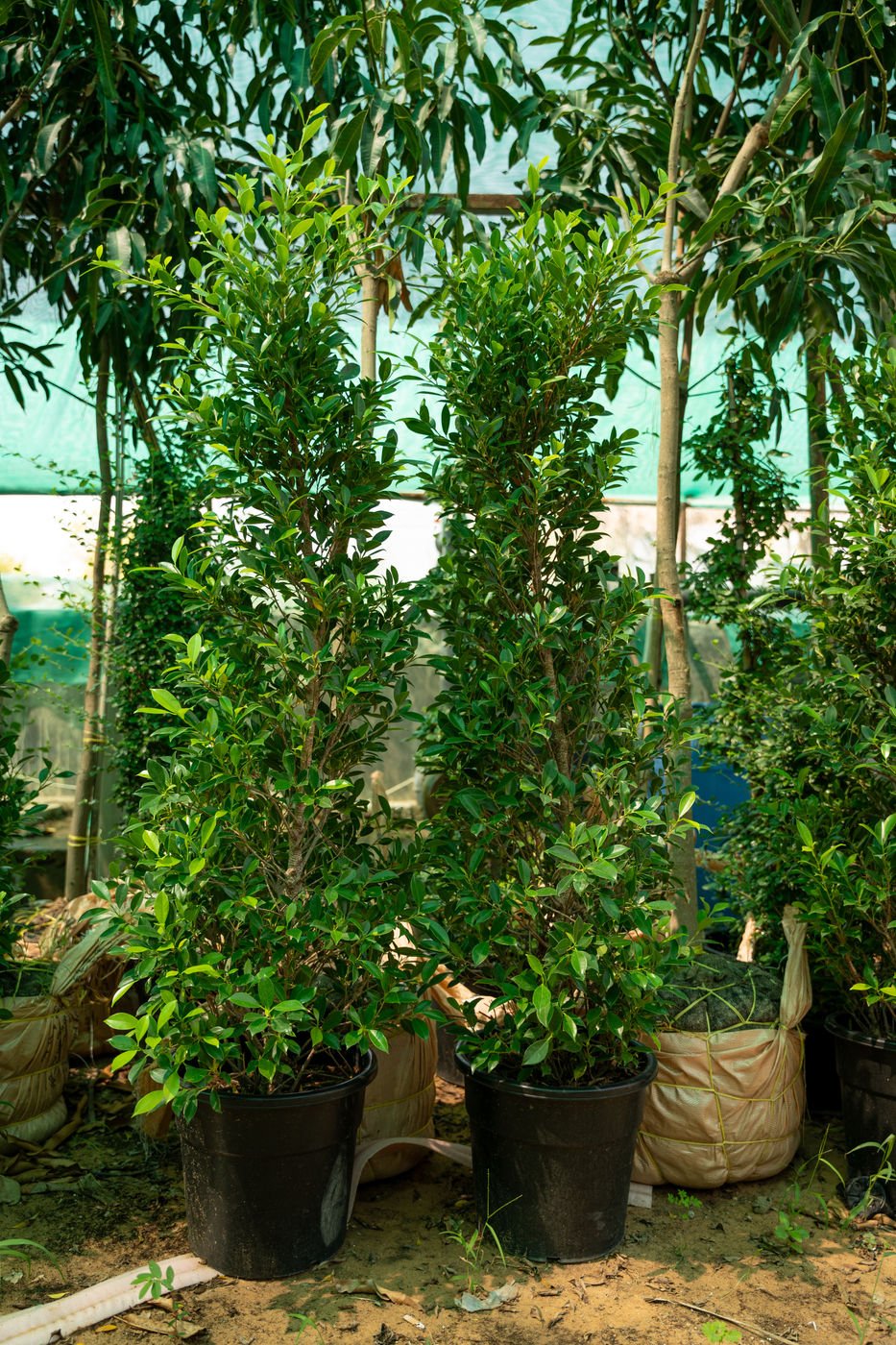Ficus nitida (Indian Laurel Fig) – Premium Evergreen Landscape & Shade Tree - Image 2