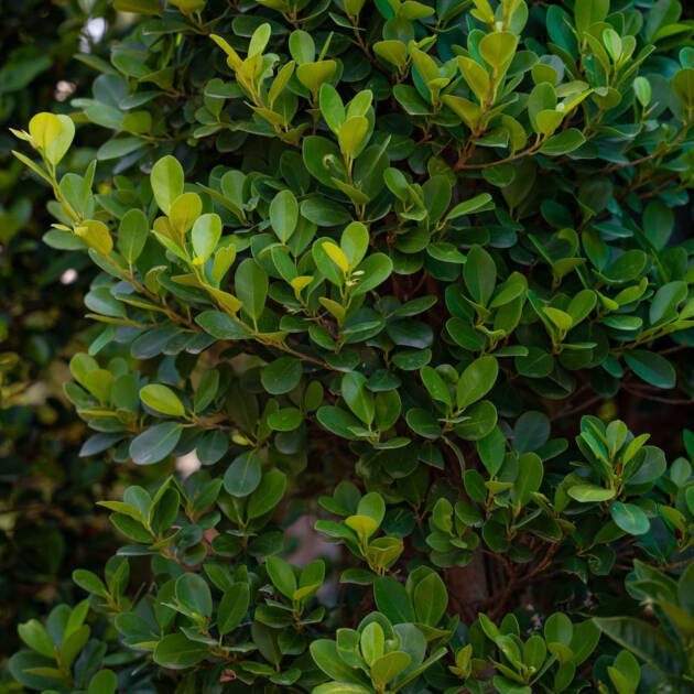 Ficus nitida Long (Indian Laurel Fig Long Tree) – Premium Evergreen Landscape Tree for Privacy & Shade