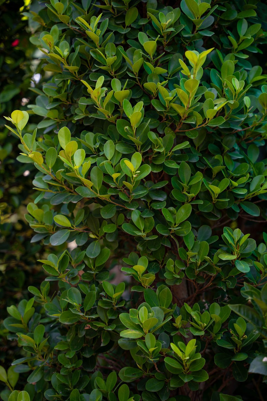 Ficus nitida Long (Indian Laurel Fig Long Tree) – Premium Evergreen Landscape Tree for Privacy & Shade
