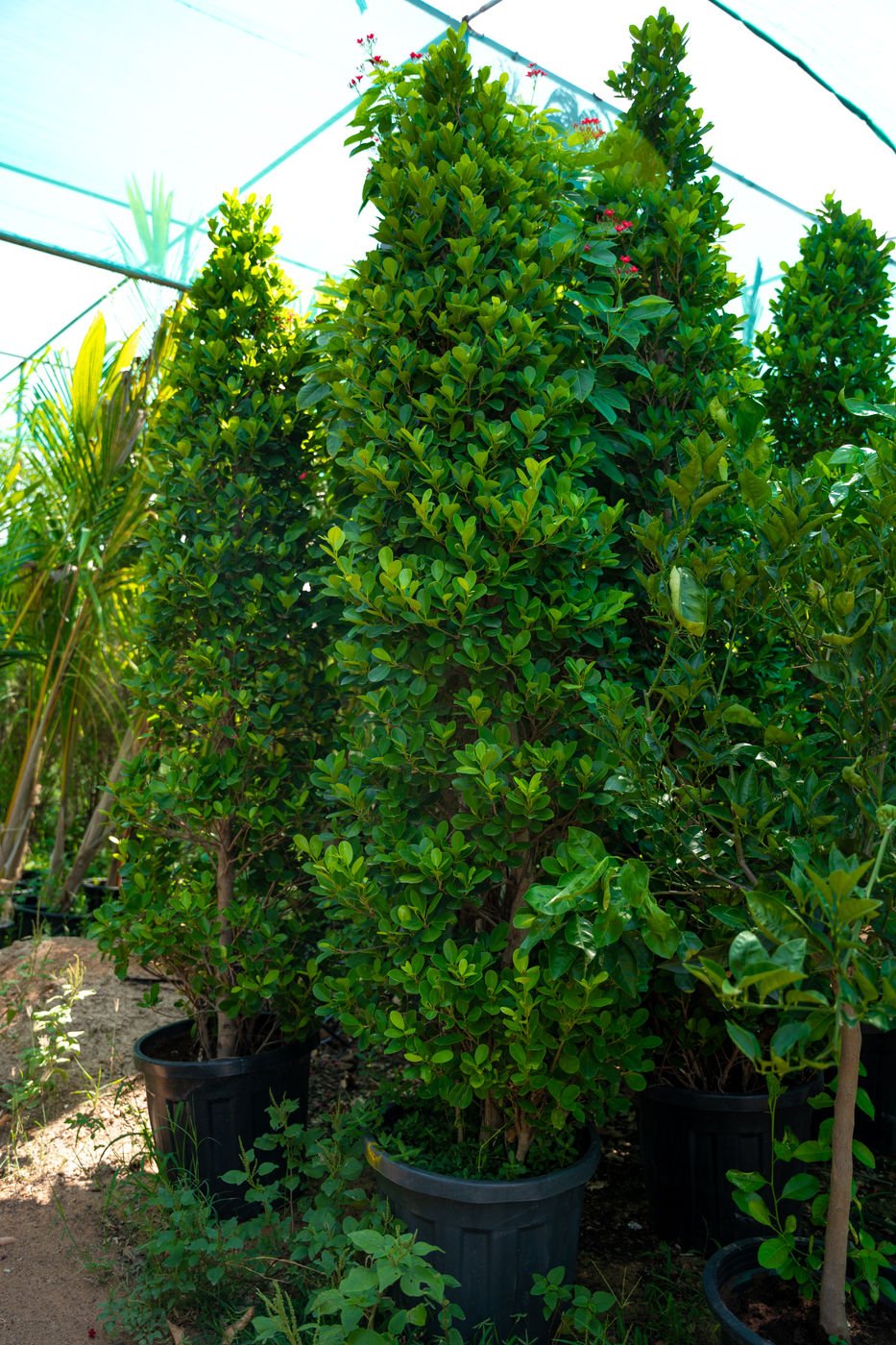 Ficus nitida Long (Indian Laurel Fig Long Tree) – Premium Evergreen Landscape Tree for Privacy & Shade - Image 2