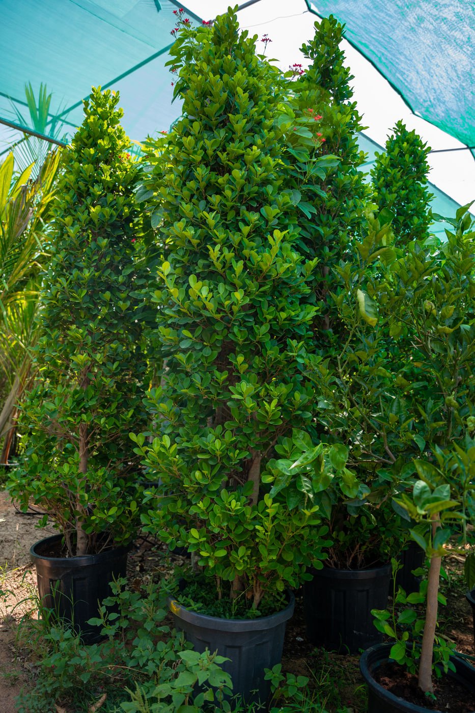 Ficus nitida Long (Indian Laurel Fig Long Tree) – Premium Evergreen Landscape Tree for Privacy & Shade - Image 3