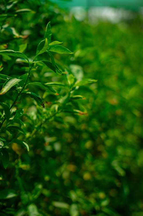 Ficus One Head Tree (Ficus microcarpa) – Premium Single Stem Evergreen Ornamental Plant