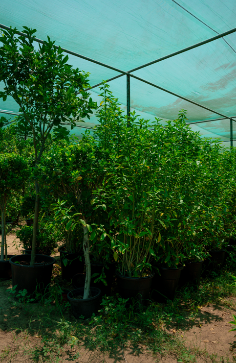 Ficus One Head Tree (Ficus microcarpa) – Premium Single Stem Evergreen Ornamental Plant - Image 2