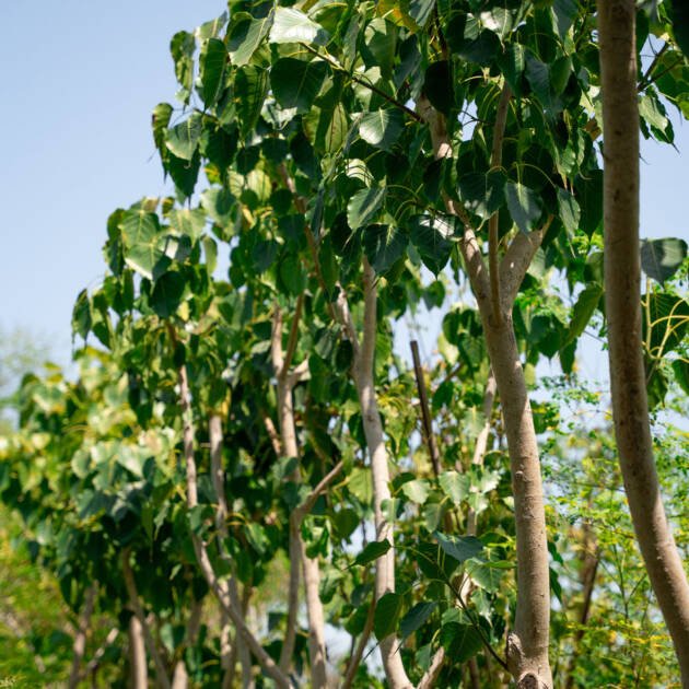 Ficus religiosa (Rolla Tree / Sacred Fig) – Premium Evergreen Ornamental & Shade Tree
