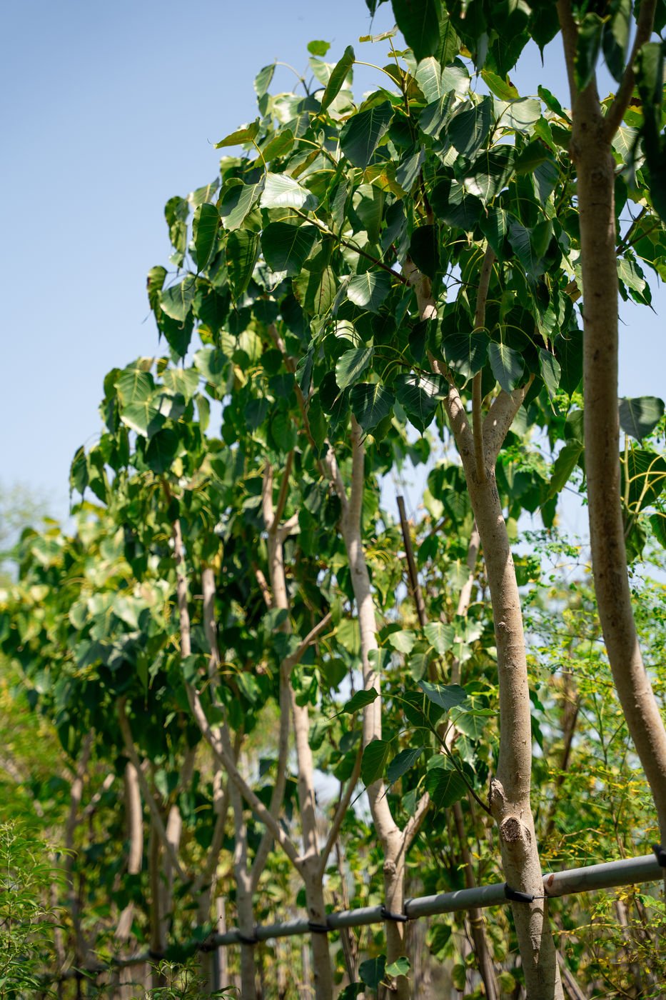 Ficus religiosa (Rolla Tree / Sacred Fig) – Premium Evergreen Ornamental & Shade Tree