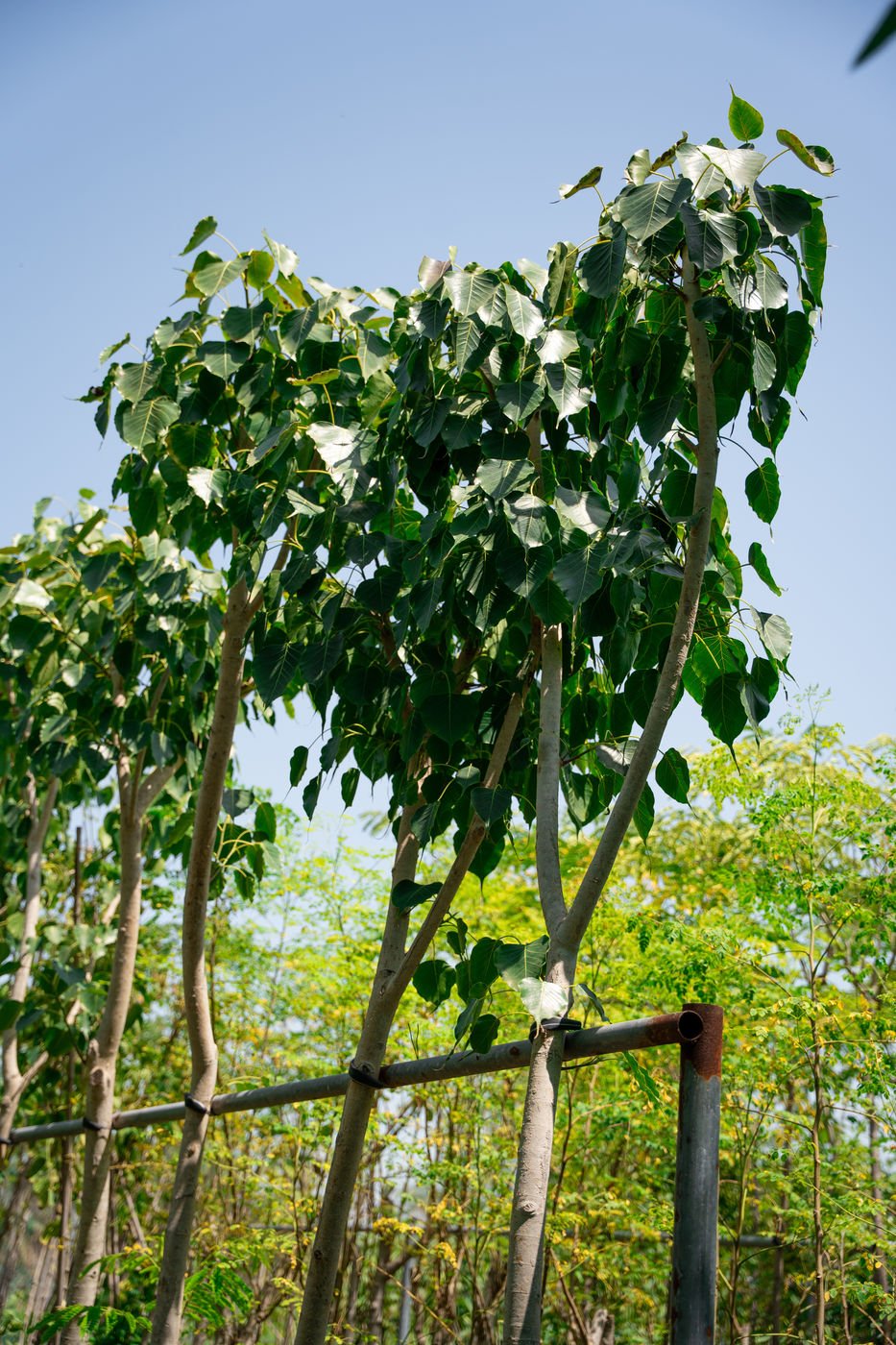 Ficus religiosa (Rolla Tree / Sacred Fig) – Premium Evergreen Ornamental & Shade Tree - Image 2