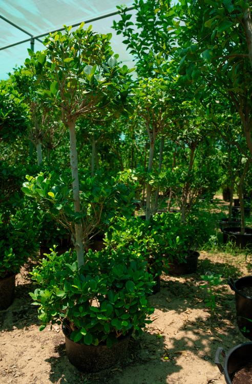 Ficus Three Head Tree (Ficus microcarpa) – Premium Multi-Head Evergreen Ornamental Tree - Image 2