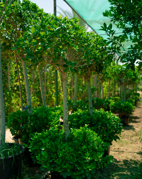 Ficus Two Head Tree (Ficus microcarpa) – Premium Double Head Evergreen Ornamental Tree