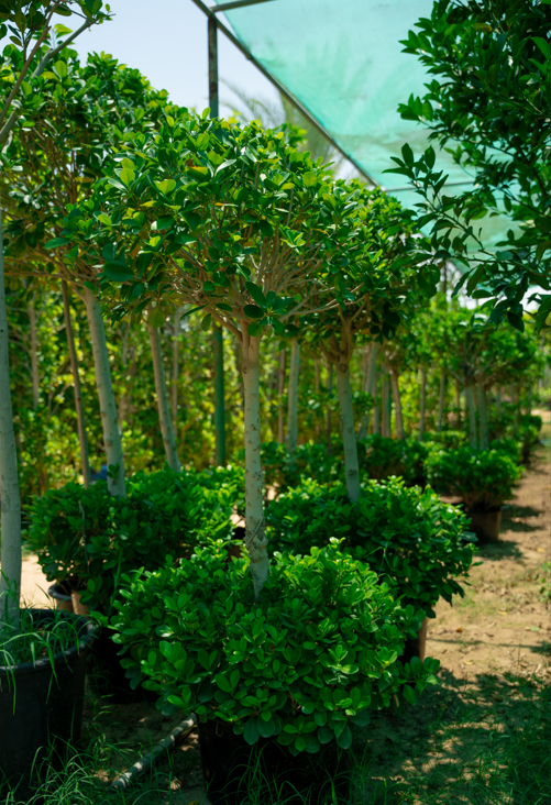 Ficus Two Head Tree (Ficus microcarpa) – Premium Double Head Evergreen Ornamental Tree