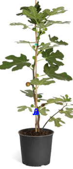 Fig Tree (Ficus carica) – Premium Fruit Bearing Tree for Gardens & Home Orchards