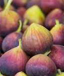 Fig Tree (Ficus carica) β Premium Fruit Bearing Tree for Gardens & Home Orchards - Image 2