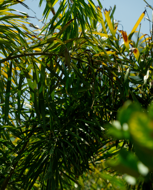 Foxtail Palm (Wodyetia bifurcata) – Elegant Tropical Palm with Bushy Foxtail Fronds