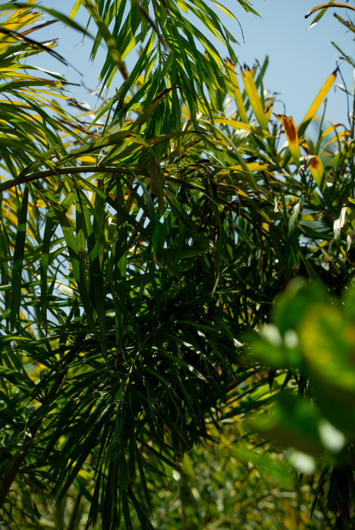 Foxtail Palm (Wodyetia bifurcata) – Elegant Tropical Palm with Bushy Foxtail Fronds
