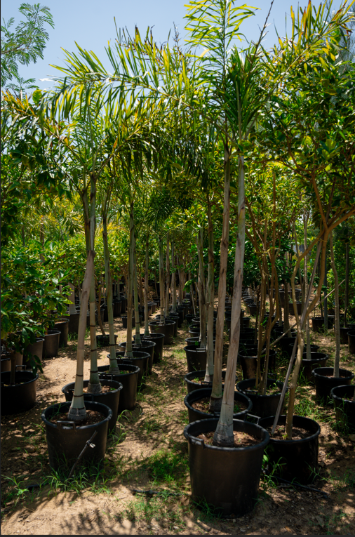 Foxtail Palm (Wodyetia bifurcata) – Elegant Tropical Palm with Bushy Foxtail Fronds - Image 2