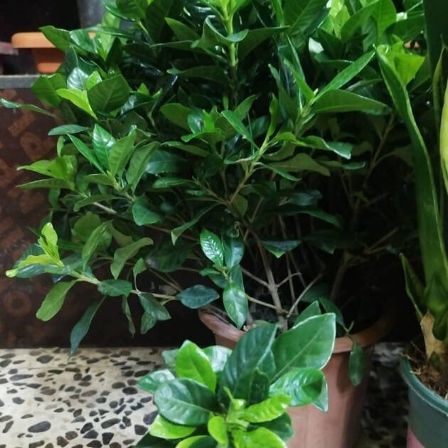 Gardenia Plant (Gardenia jasminoides) – Fragrant Flowering Evergreen Shrub