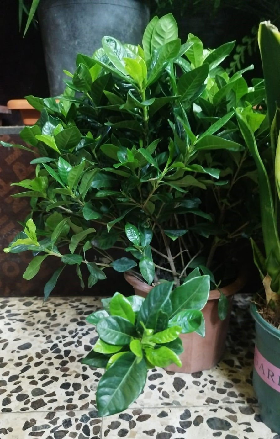 Gardenia Plant (Gardenia jasminoides) – Fragrant Flowering Evergreen Shrub