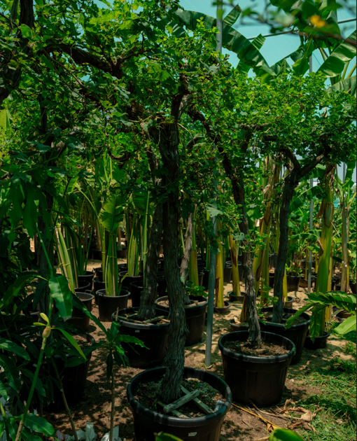 Grapefruit Tree (Citrus paradisi) – Premium Evergreen Citrus Fruit Tree