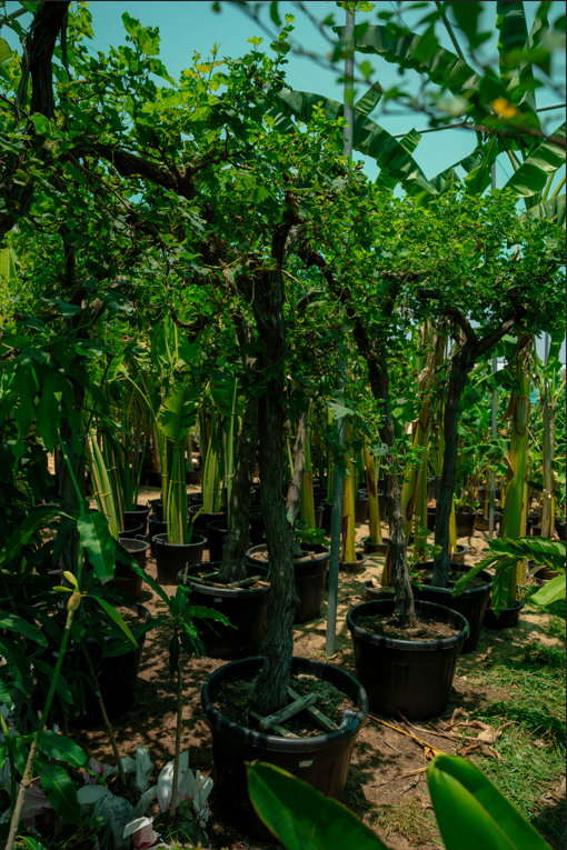 Grapefruit Tree (Citrus paradisi) – Premium Evergreen Citrus Fruit Tree