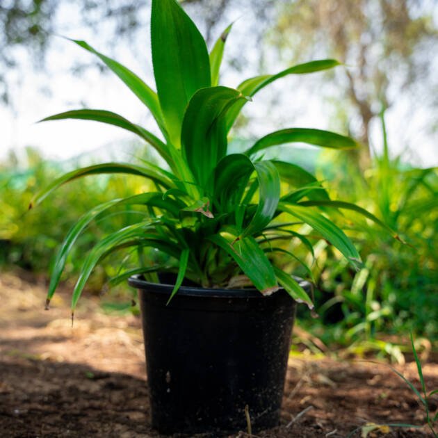 Green Pandanus Plant (Pandanus utilis) – Tropical Evergreen Ornamental Foliage Plant