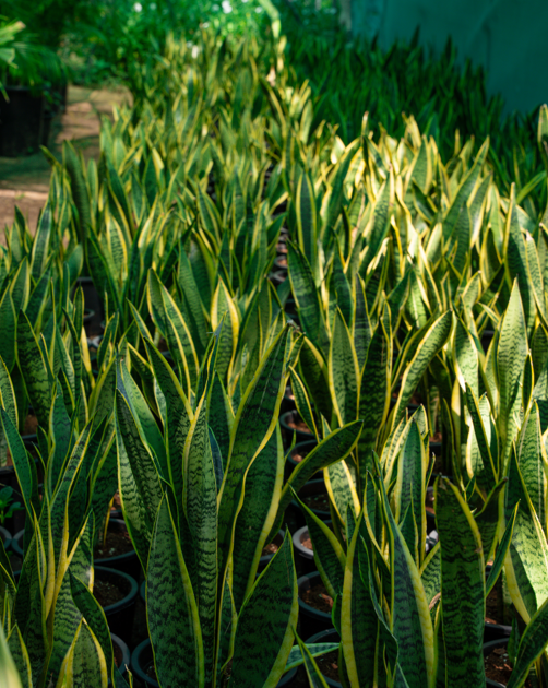 Green Sansevieria Plant (Sansevieria trifasciata) – Hardy Evergreen Indoor & Outdoor Snake Plant