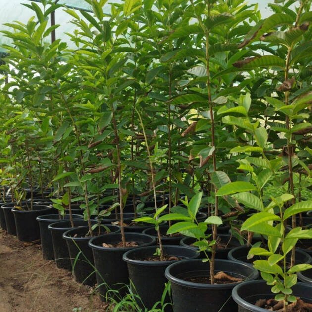 Guava Tree (Psidium guajava) – Premium Tropical Fruit Tree for Gardens & Orchards