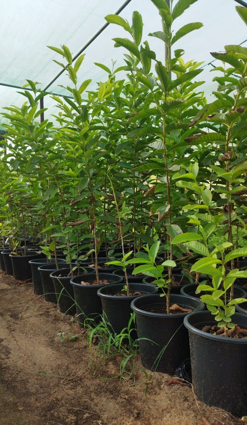 Guava Tree (Psidium guajava) – Premium Tropical Fruit Tree for Gardens & Orchards