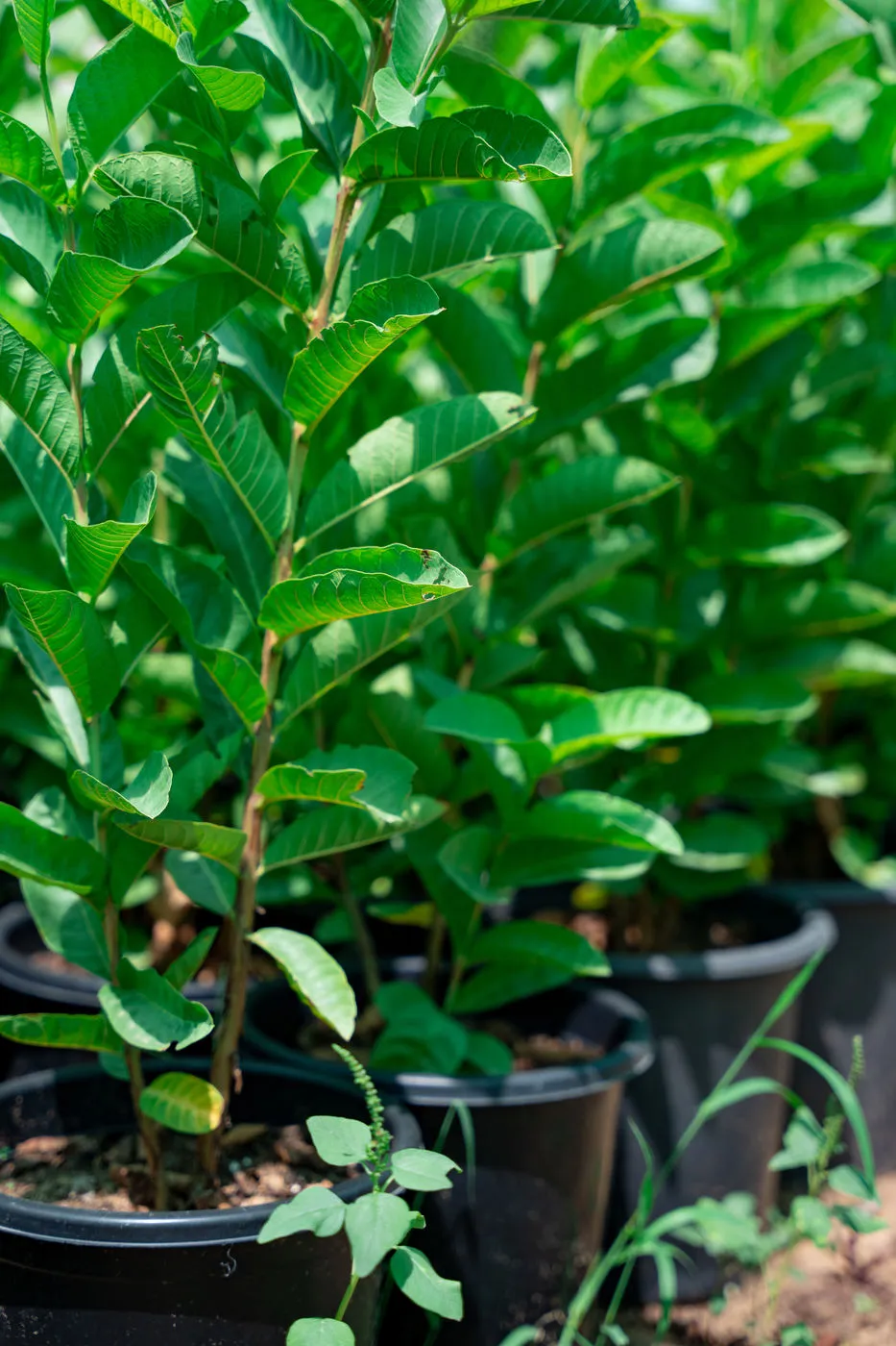 Guava Tree (Psidium guajava) – Premium Tropical Fruit Tree for Gardens & Orchards - Image 3