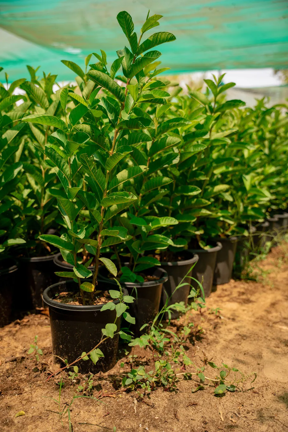 Guava Tree (Psidium guajava) – Premium Tropical Fruit Tree for Gardens & Orchards - Image 2