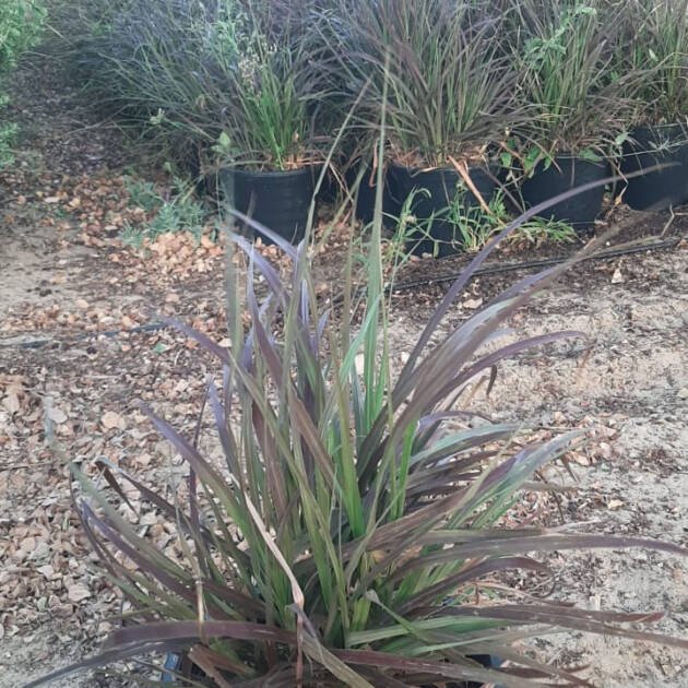 Halfa Grass Veritis (Phormium tenax) – Premium New Zealand Flax Ornamental Grass