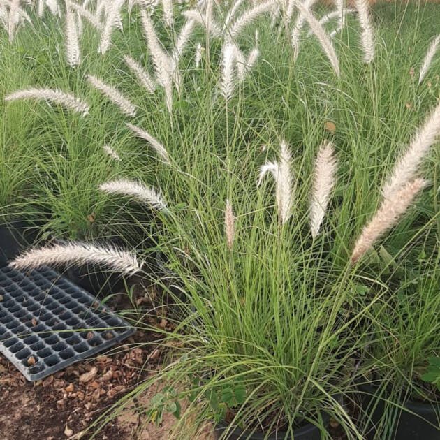 Halfa Grass White (Desmostachya bipinnata) – Hardy Desert Ornamental Grass for Landscaping