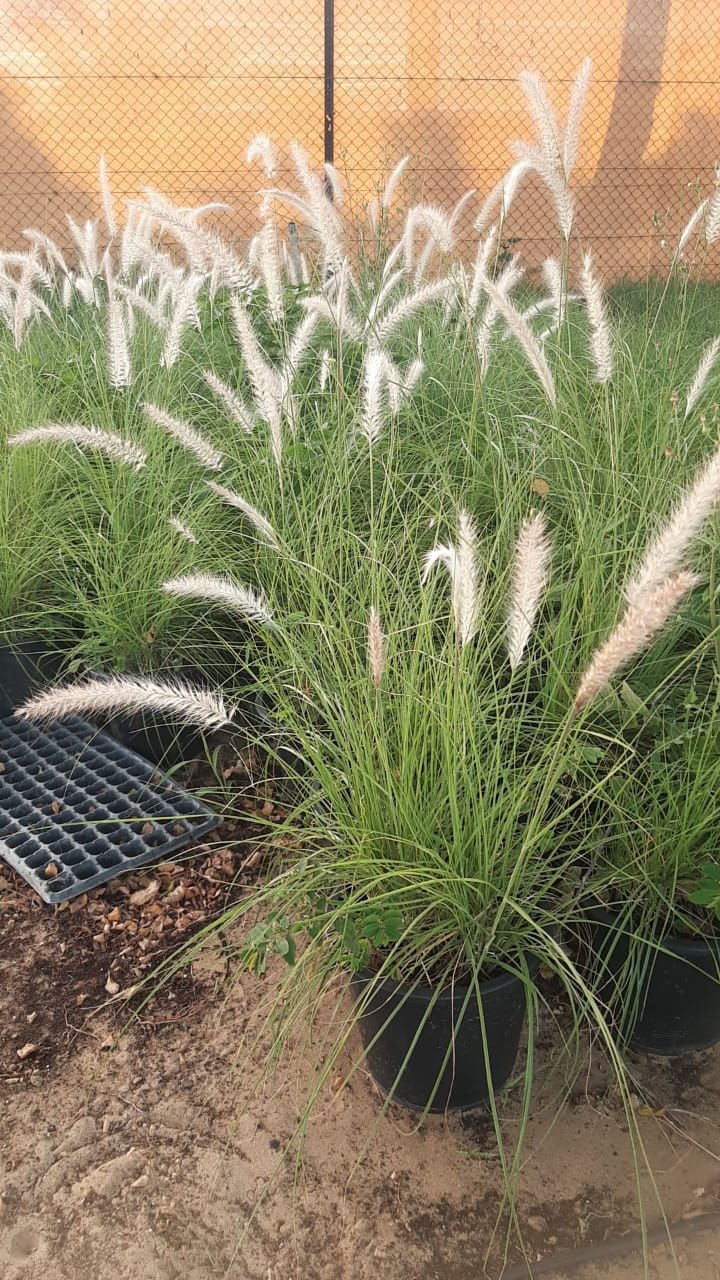 Halfa Grass White (Desmostachya bipinnata) – Hardy Desert Ornamental Grass for Landscaping